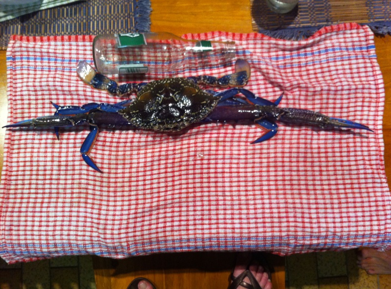 Rotation of Bluey b.jpg