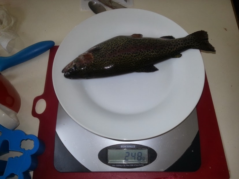 trout1.jpg