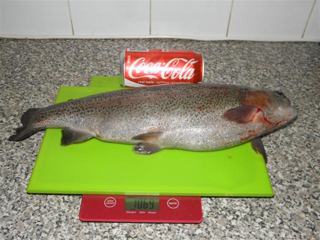 PA240154 (Small).JPG