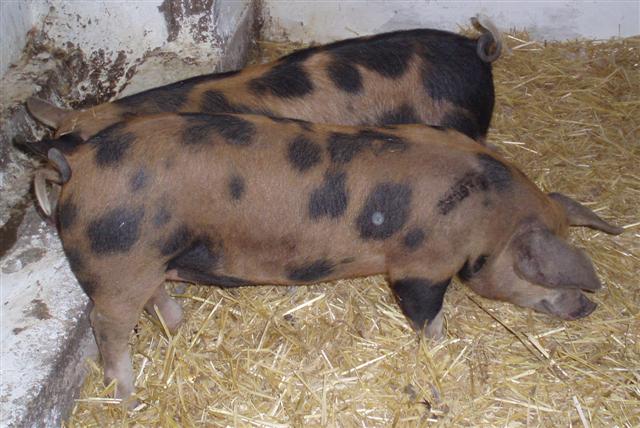 newadditions (Small).jpg