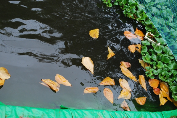 Indian Almond tree leaves for Aquaponics 1.JPG