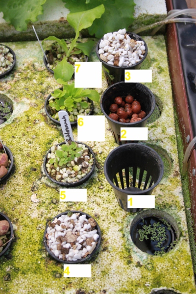 netpots (400x600).jpg