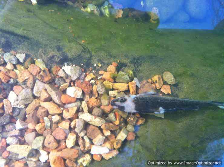 fish desease-Optimized.jpg