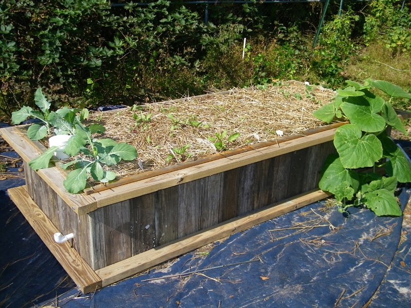 10-29-2013 7th bed growth  1.jpg