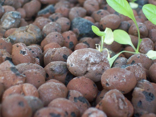 white specs on hydroton.jpg