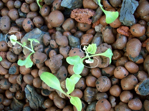 leaf tips shriveling.jpg