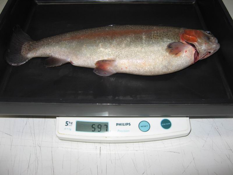 Perth Aquaponics - IBC System - Trout Harvest 30-10-13 a.jpg