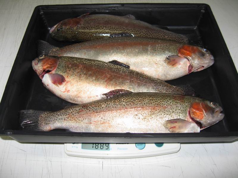 Perth Aquaponics - IBC System - Trout Harvest 30-10-13 b.jpg