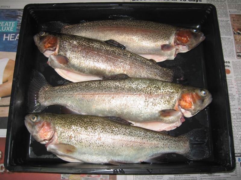 Perth Aquaponics - IBC System - Trout Harvest 30-10-13 c.jpg