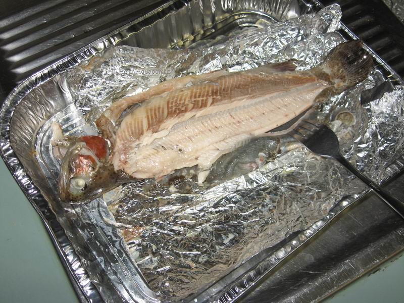 Perth Aquaponics - IBC System - Trout Harvest 30-10-13 d.jpg