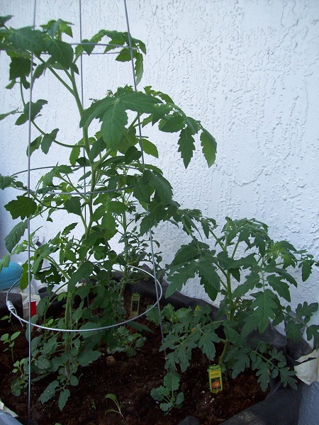 wicking bed day 15.jpg