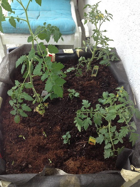 wicking bed day 1.jpg