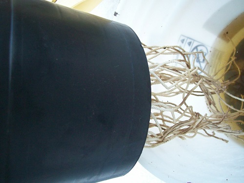 bucket wick bed sring.jpg