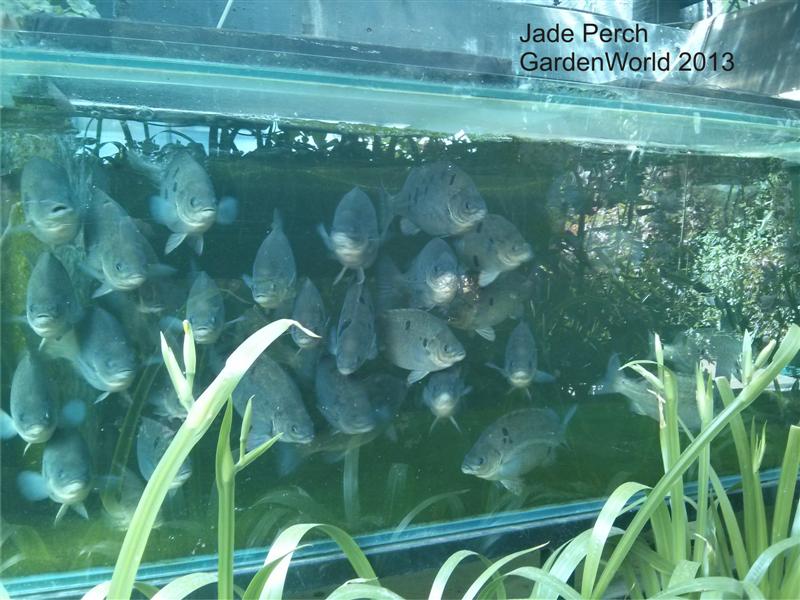 Jade_Perch_Garden_World1 (Medium).jpg