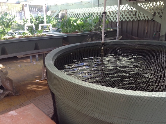 Aquaponics 5.jpg