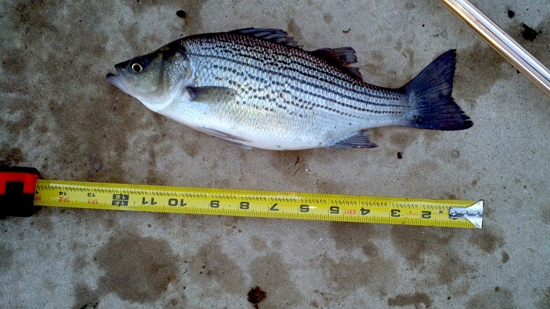 striped bass nov2-2013.jpg