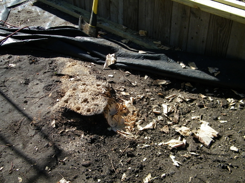 old stump to remove for 9th bed.jpg