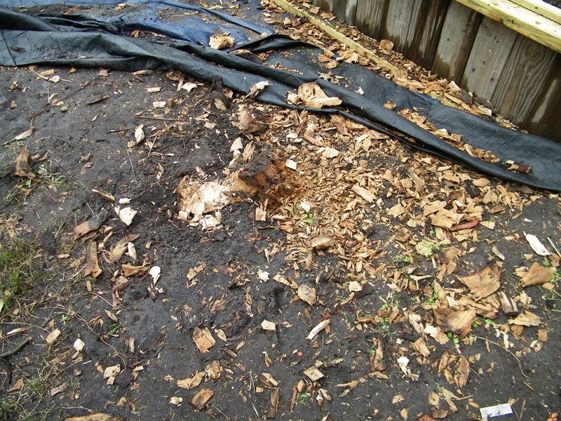 stump almost gone.jpg