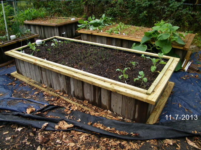 8th wicking bed planted out 11-7-2013.jpg