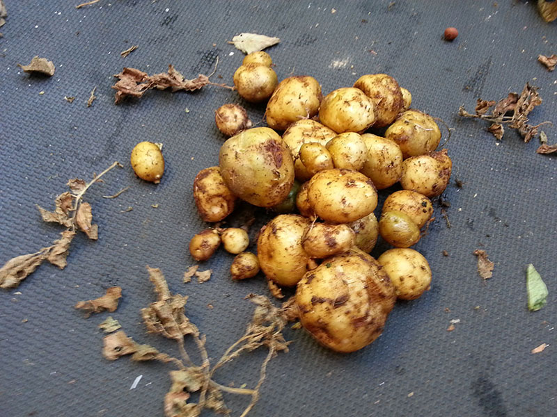20130208_potatoes_james.jpg
