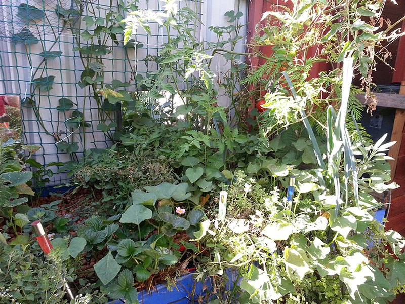 20130325_james_aquaponics.jpg