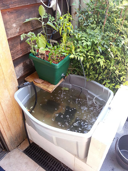 20130121__james_second_aquaponics.jpg