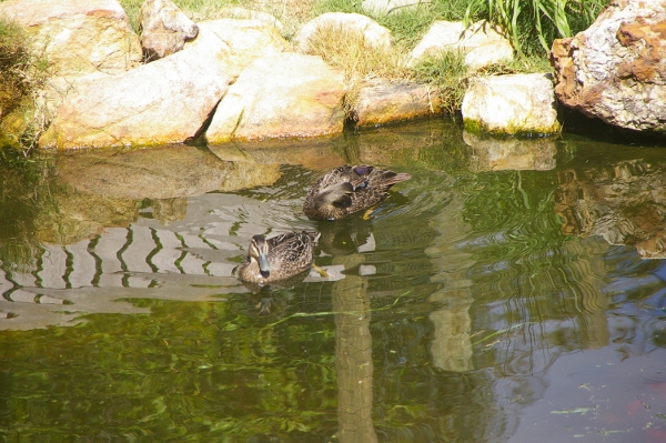 IMGP2959 (600x399).jpg