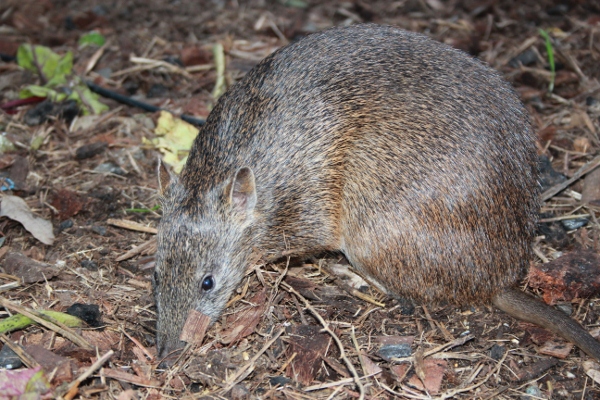 IMG_0293 (600x400).jpg