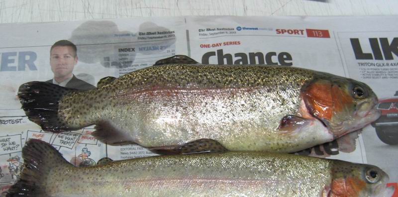 Stumpy Trout.jpg