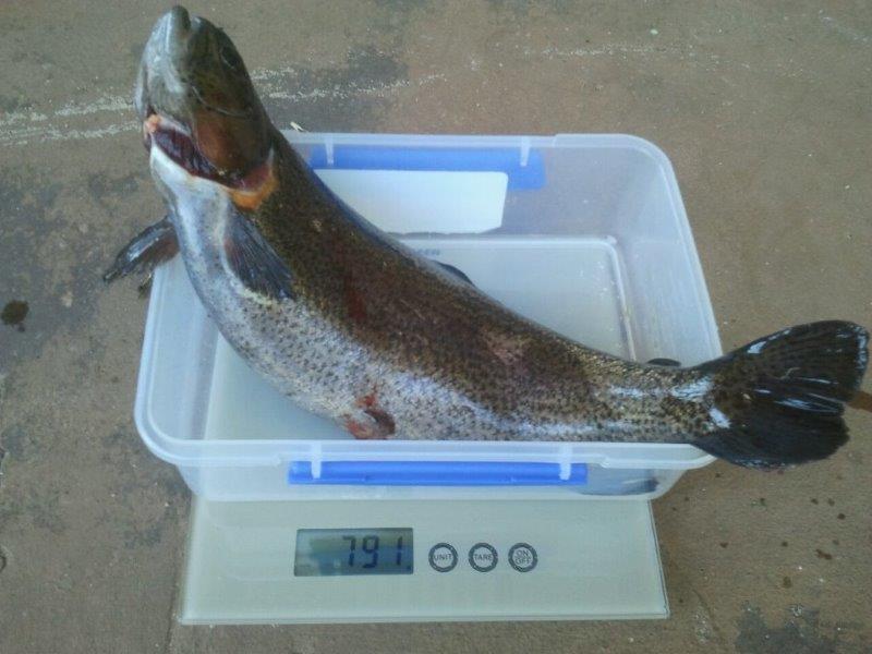 trout 10.11.13 (2).jpg