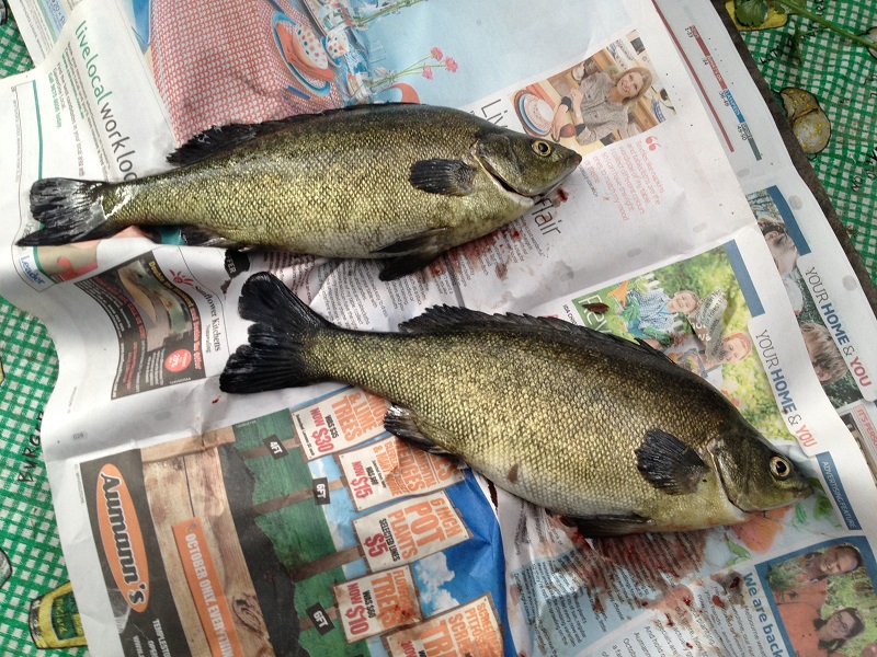 2 more Silver Perch to cook.jpg