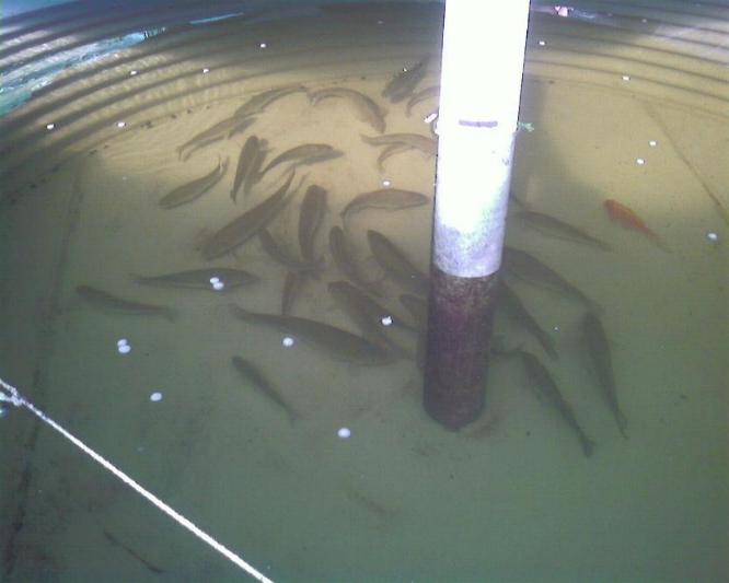 spot the odd one out.jpg