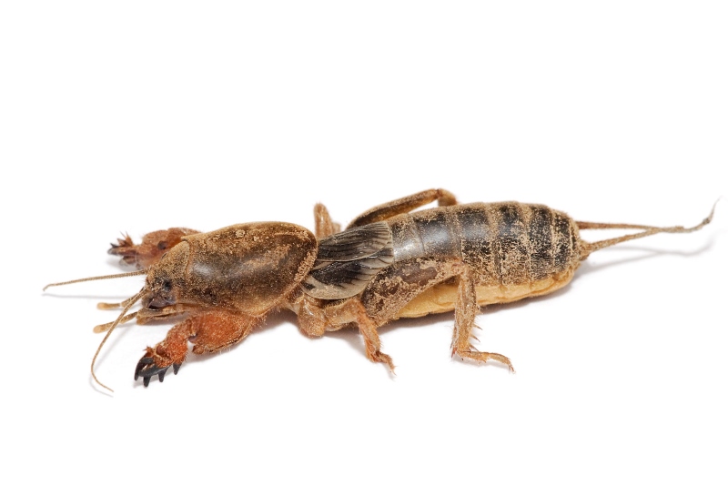Mole_cricket (800x534).jpg