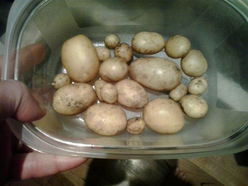 Potat toe and finger.jpg