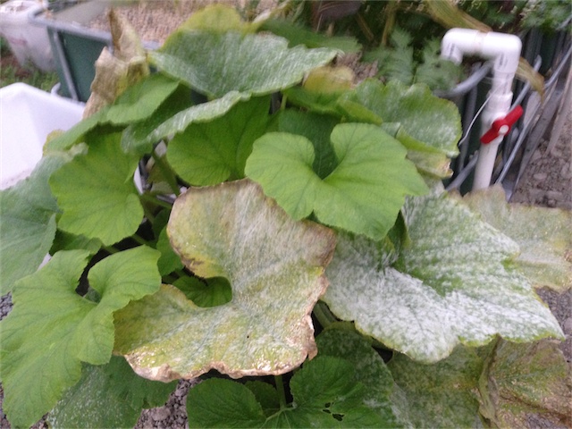 Nutrient Deficiency_001.jpeg