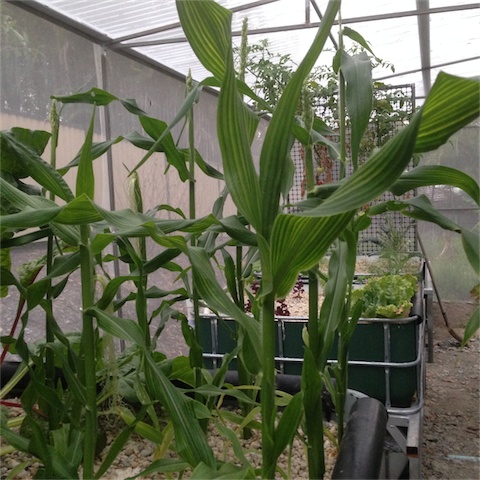 Nutrient Deficiency_010.jpeg