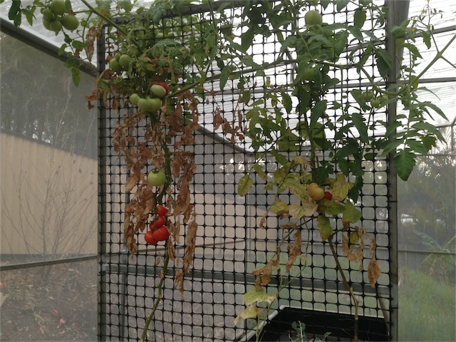 Nutrient Deficiency_006.jpeg