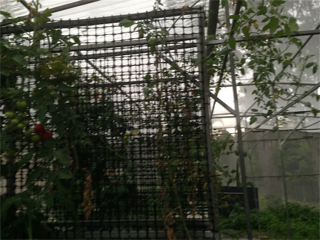 Nutrient Deficiency_008.jpeg