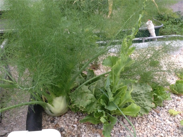 Nutrient Deficiency_004.jpeg