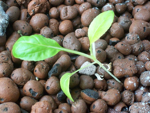 ap chard started from seed sept 23.jpg