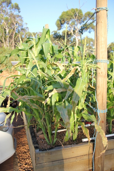 Dead leaves on Corn.jpg