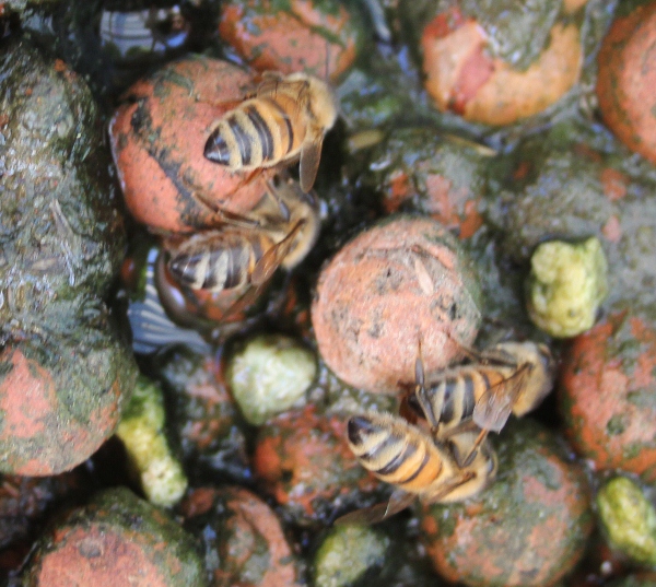 Bees in the heat.jpg