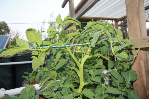 First tomato bloom of the season.jpg