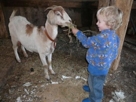 chooks, goats cows yee ha 003.jpg