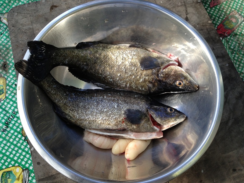 Another 2 Silvers to cook.jpg