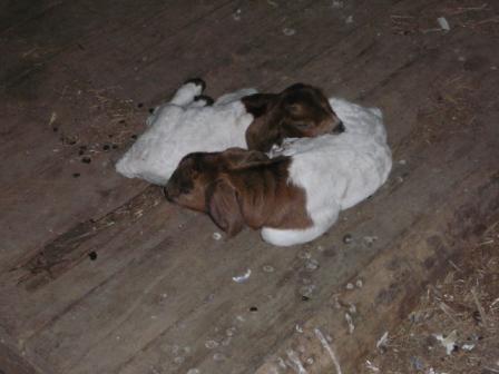 chooks, goats cows yee ha 001.jpg