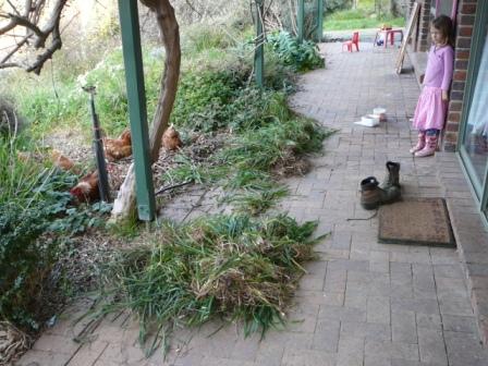 chooks, goats cows yee ha 009.jpg