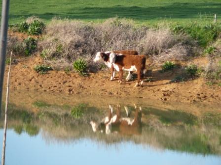 chooks, goats cows yee ha 007.jpg