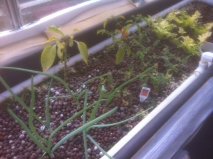 onion carrot celery.jpg