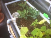 brussel sprouts and squash -.jpg